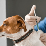 Una jornada de cuidado responsable: Vacunación antirrábica gratuita en Parque de los Patricios