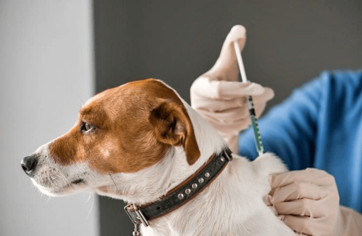 Una jornada de cuidado responsable: Vacunación antirrábica gratuita en Parque de los Patricios